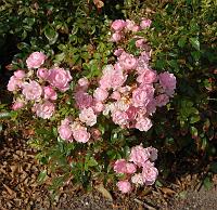  Der var en enkelt lille rose at finde endnu.
